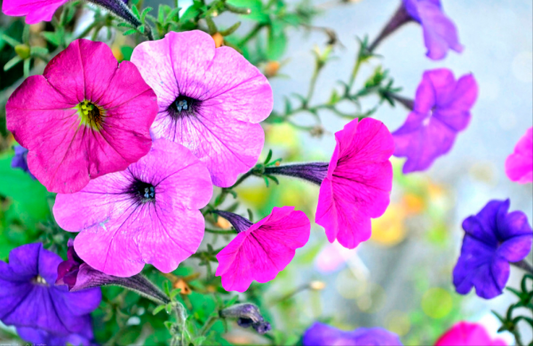 “越漂亮的花越有毒”!認識11種“有毒植物”,遠離危害 “越漂亮的花越有毒”!認識11種“有毒植物”,遠離危害