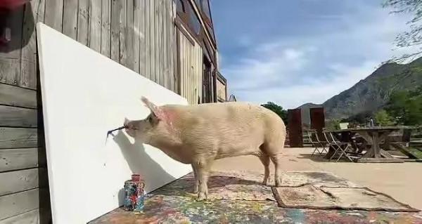 藝術豬生，可以說是豬生巔峰