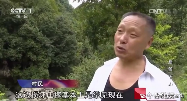 真實事件：甘肅66歲老漢茶園遭熊貓撕咬！起訴當地機構後獲賠40W