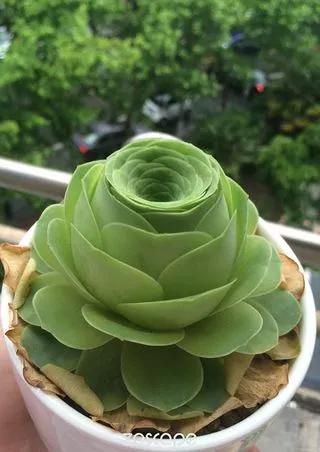 多肉的世界,簡單執著,看看你都見過哪些 多肉的世界,簡單執著,看看你都見過哪些