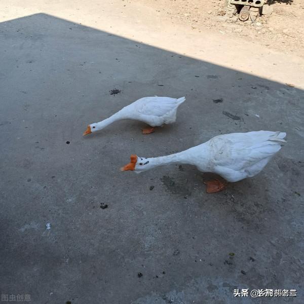 農村還有三霸,到底是哪三霸? 農村還有三霸,到底是哪三霸?