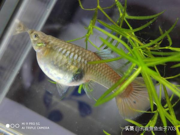 別人養的孔雀魚4個月都能繁殖了，而我養的6個月了，還這麼小啊？