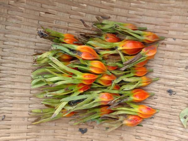 桅子黃了可以摘啦，用它泡水喝，瀉火除煩解煩惱