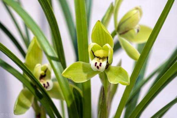 雙11花草“值得買”清單,共16種,後3種“吉祥如意”,重點關注 雙11花草“值得買”清單,共16種,後3種“吉祥如意”,重點關注