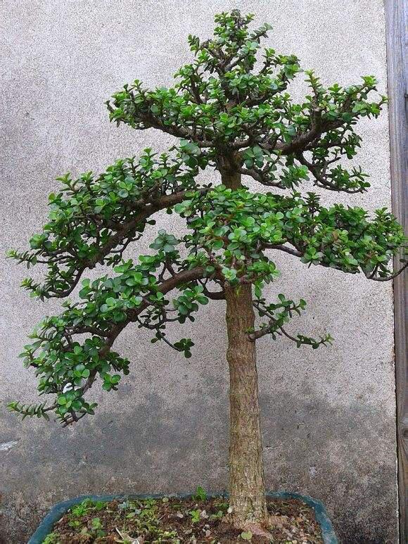 養金枝玉葉,做到“3多1少”,能快速養成老樁,價值高 養金枝玉葉,做到“3多1少”,能快速養成老樁,價值高