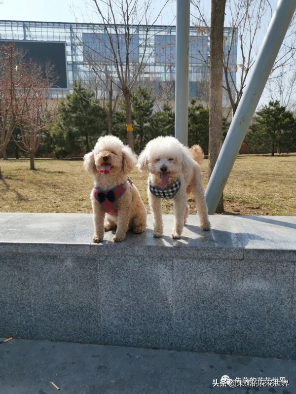 一隻沒有喝孟婆湯的小鸚鵡 一隻沒有喝孟婆湯的小鸚鵡