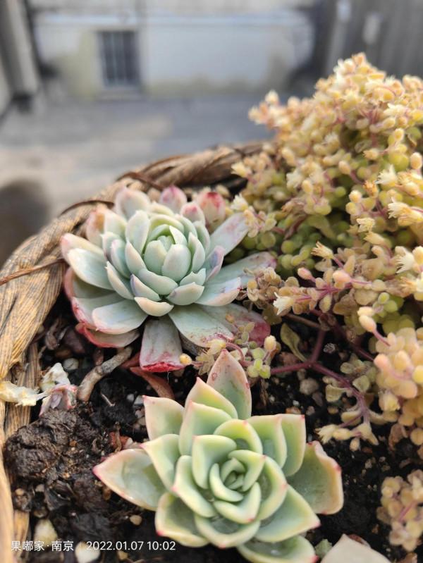 露養肉該有的健康色