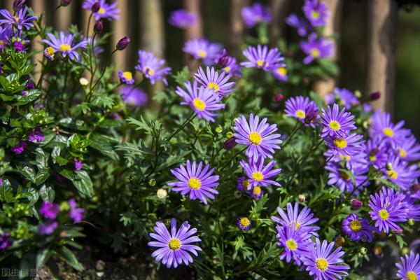 就算不小心枯了，也要重新養一盆的6種花，因為實在太優秀