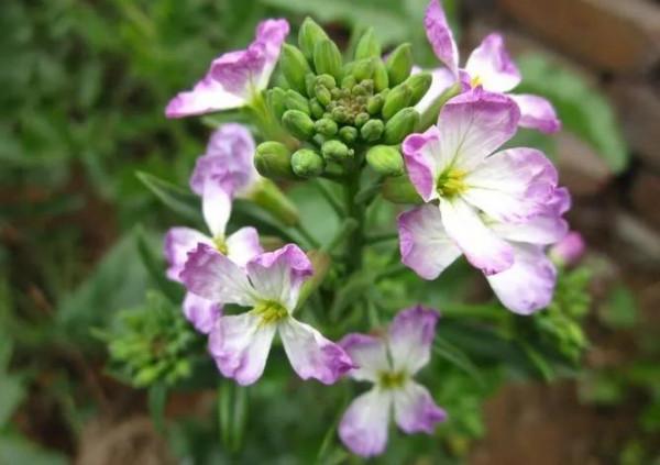 油菜花和蘿蔔花的區別