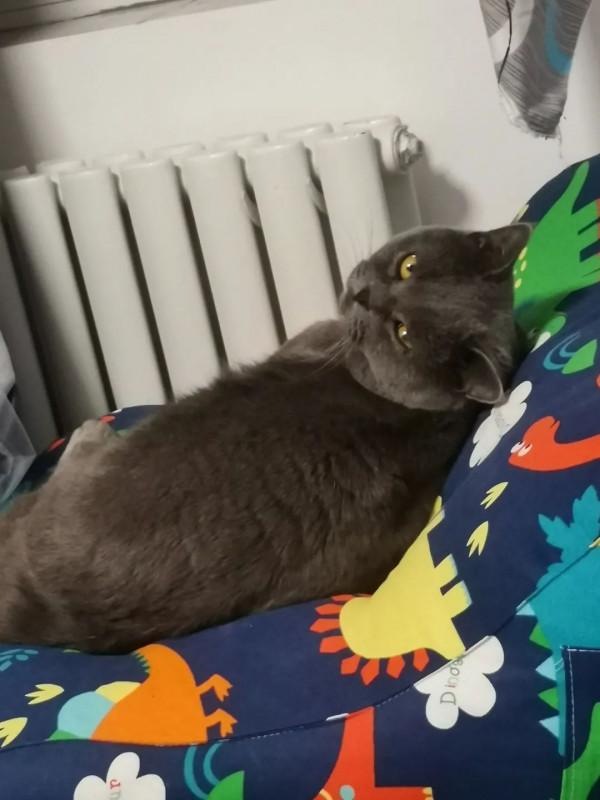 養兩隻性格完全不同的小貓咪，是怎樣的一種體驗？