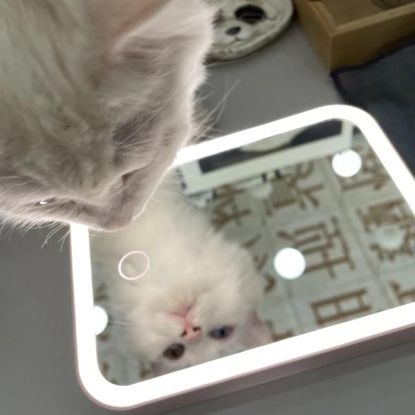 聽說我是一隻狗？