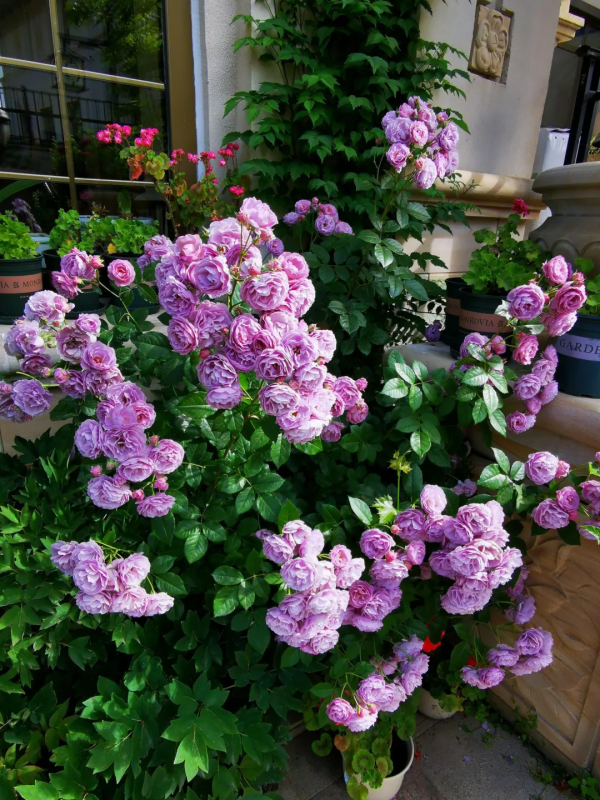 東北花友走遍歐洲著名花園,回國後建了座四季有花的北方花園 東北花友走遍歐洲著名花園,回國後建了座四季有花的北方花園