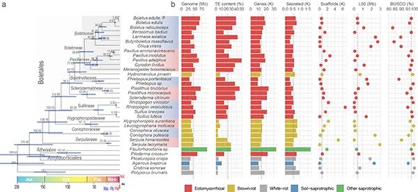 牛肝菌目物種從褐腐到共生的創新進化史研究獲進展