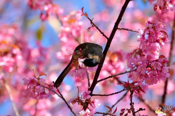 50只美麗的鳥兒，鳥語花香，鶯歌燕舞，真的太美了
