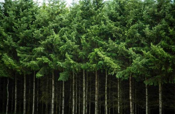 這方面中日差距再次拉大，日本的森林衰老問題能解決麼