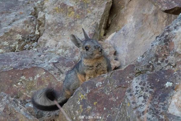 南美山絨鼠:當慈眉善目愛睡覺的老太太當上領導 南美山絨鼠:當慈眉善目愛睡覺的老太太當上領導
