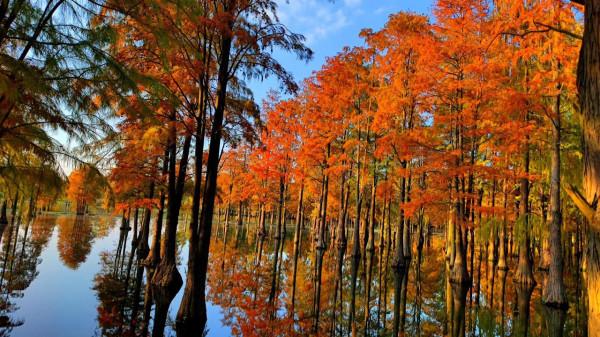 有一種紅叫紅杉林,驚豔了秋色,你去打卡了嗎? 有一種紅叫紅杉林,驚豔了秋色,你去打卡了嗎?