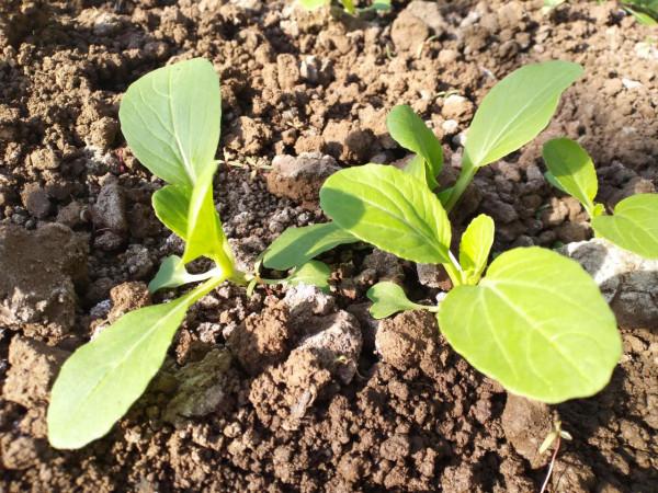 蔬菜生長的慢，上市晚？做好4點，長勢更快效益高