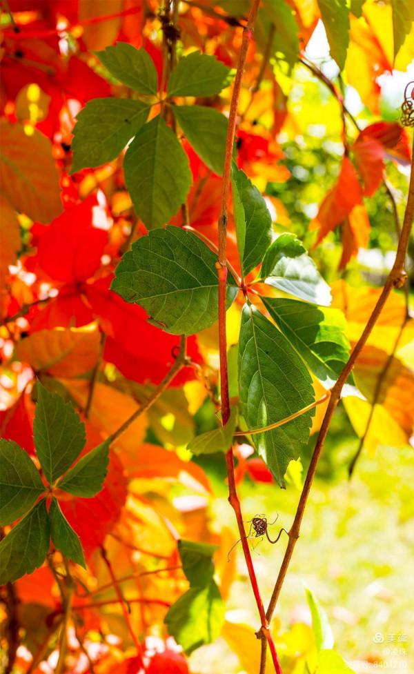 平朔公園的爬山虎