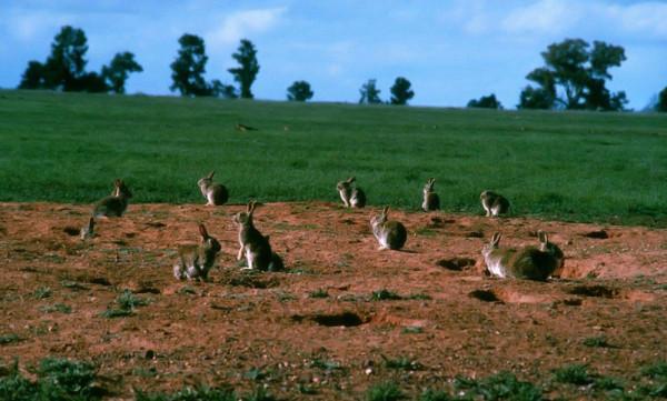 內蒙古草原發現一種“長腿”狐狸,自己不建房,喜歡霸佔他人洞穴 內蒙古草原發現一種“長腿”狐狸,自己不建房,喜歡霸佔他人洞穴