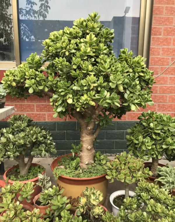 這些花就算長再大也只適合用“小盆”栽，大盆栽種易黑腐、爛根