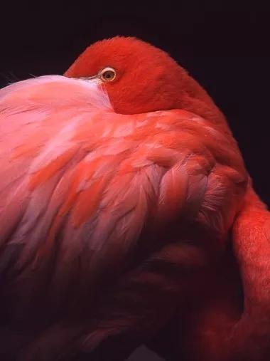 紅色鳥的圖片 紅色鳥的圖片