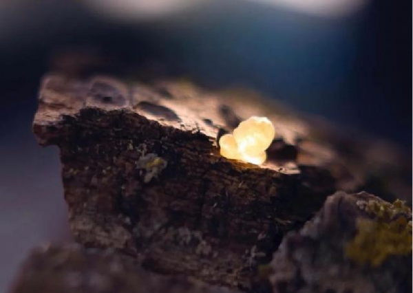 U牌:乳香精油在護膚上有什麼作用 U牌:乳香精油在護膚上有什麼作用