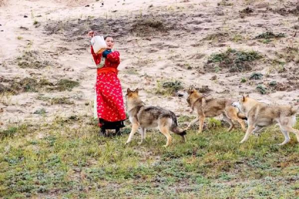 2020年,在理塘遭遇野狼群,用一個方法保命 2020年,在理塘遭遇野狼群,用一個方法保命