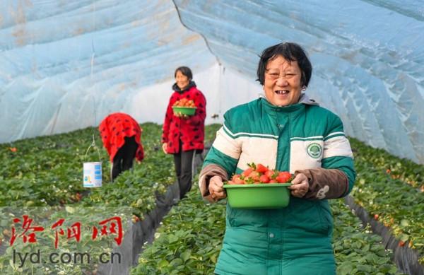 偃師區翟鎮鎮：果蔬大棚喜獲豐收 特色種植助推振興「組圖」