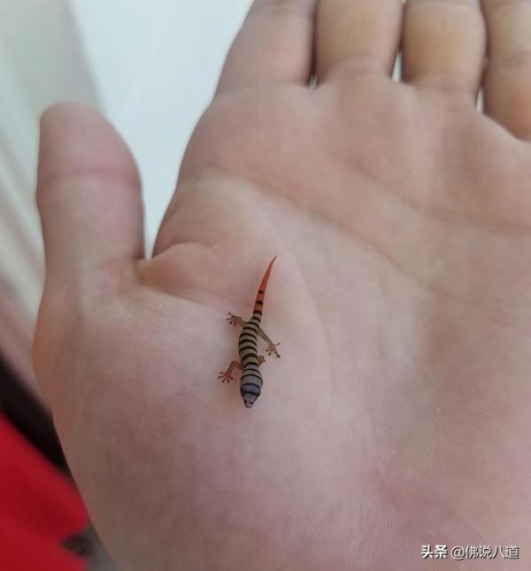 又想騙我養只萌寵：被惹毛的鱷魚，好凶