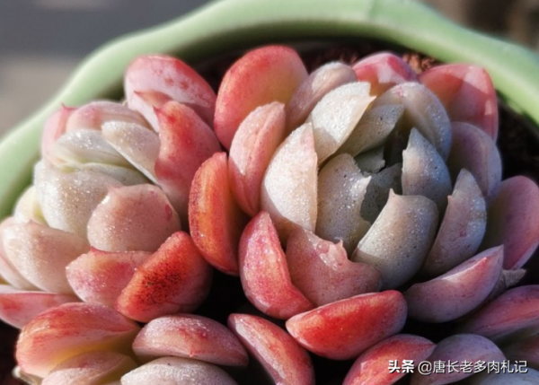 溫度4-20℃多肉露養上色快,不過我們要注意4點,以免多肉出問題 溫度4-20℃多肉露養上色快,不過我們要注意4點,以免多肉出問題