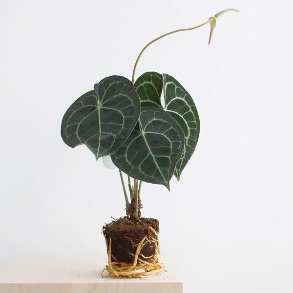 心形大葉子明脈花燭,摸起來有天鵝絨般的質感,開的花朵似飛鶴 心形大葉子明脈花燭,摸起來有天鵝絨般的質感,開的花朵似飛鶴