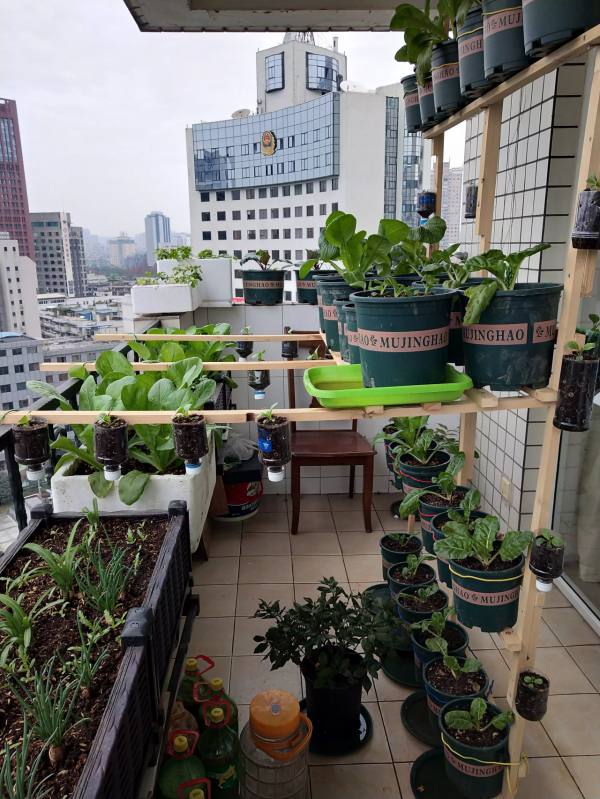 陽臺種菜的樂趣