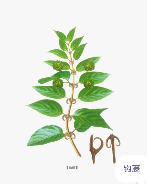 中藥古今研究:鉤藤 中藥古今研究:鉤藤