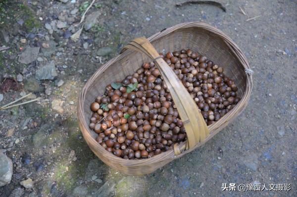 深溝裡藏著“大地主”後代，祖上曾有30畝地，蒸年饃玉米麵摻柿子