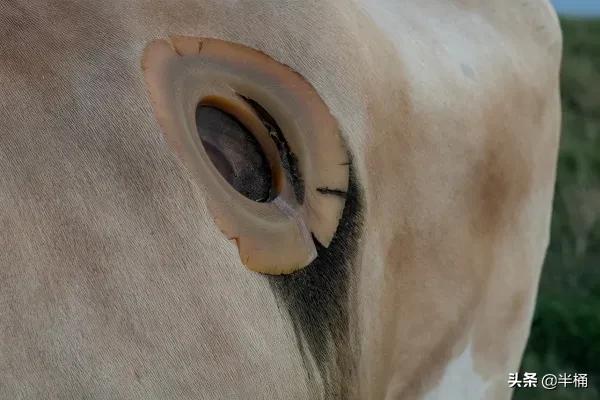 美國人養牛為什麼要在牛身上開個洞？我國為什麼沒有推廣此法？