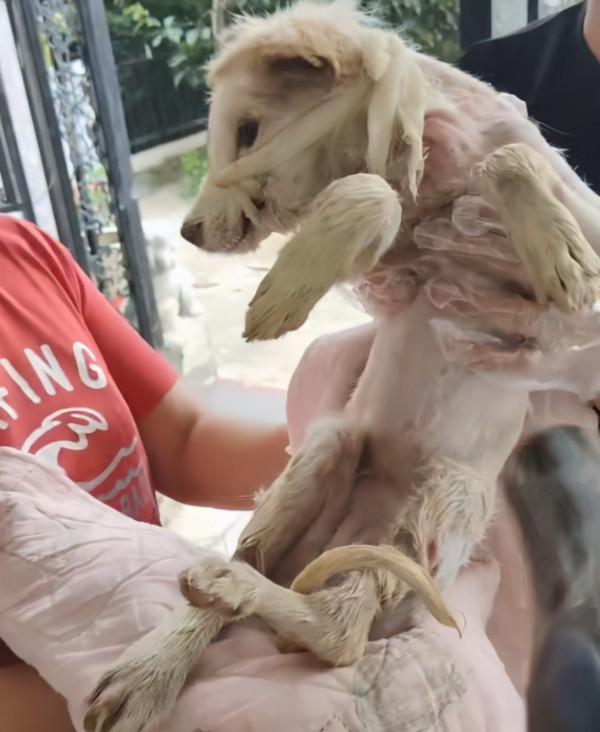 湖北：鐵絲綁後腿，在雨中淋了3天雨，被救後誰還不是漂亮的狗狗