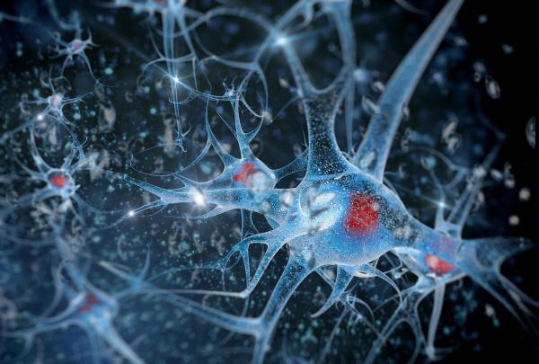 毒蛇殺手“秘書鳥”，外表高貴優雅，實則兇狠冷酷，把毒蛇當玩具