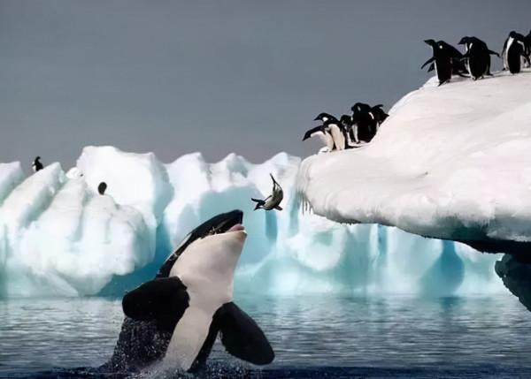 31張抓拍圖片，鳥兒邊飛邊排便，天鵝在海面表演衝浪