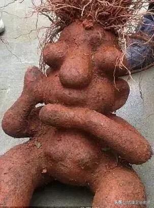 奇葩的&OpenCurlyDoubleQuote;藝術造型&rdquo;蔬菜！沒有神奇、只有更奇 &num;金粉社群&num;