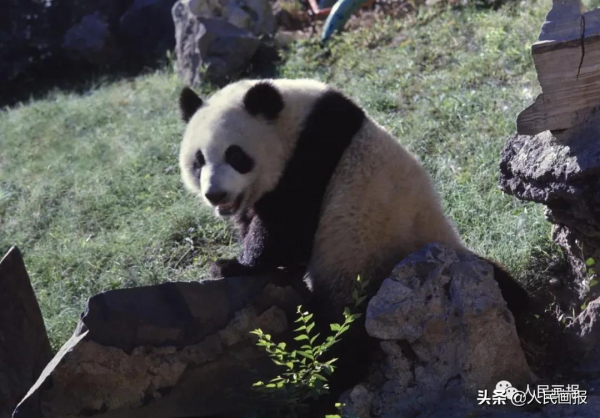 太可愛了吧！《人民畫報》裡的大熊貓檔案