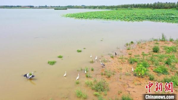 南宮湖溼地公園：昔日舊坑塘成鳥類天堂