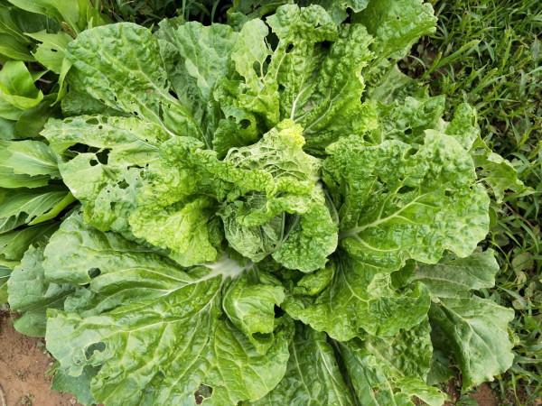 秋季白菜剛出苗,青蟲螞蟻危害大?注意2點,防治效果好 秋季白菜剛出苗,青蟲螞蟻危害大?注意2點,防治效果好