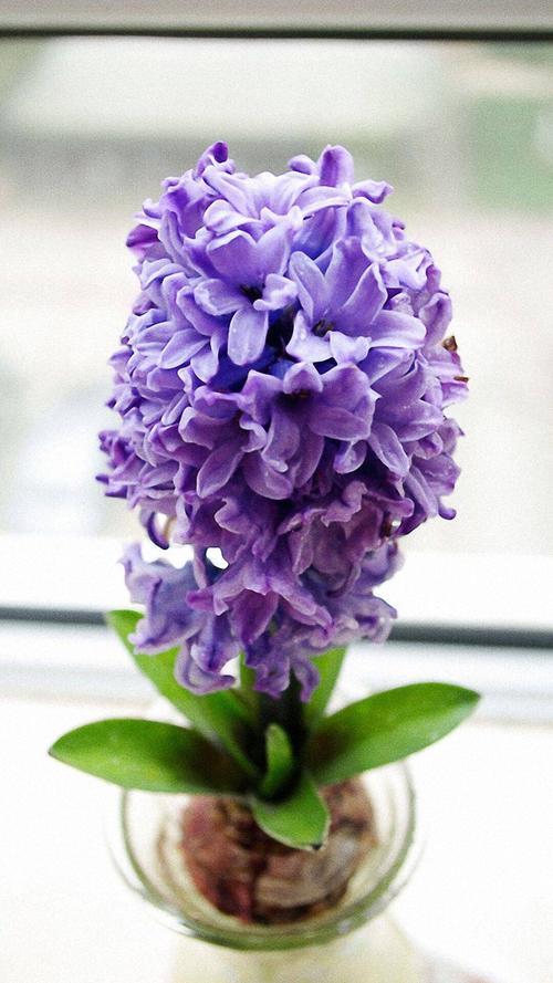 想要養好風信子，只需要一隻黑襪子