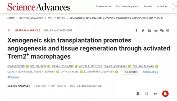 異種面板移植透過啟用TREM+2巨噬細胞促進血管生成和組織再生 異種面板移植透過啟用TREM+2巨噬細胞促進血管生成和組織再生