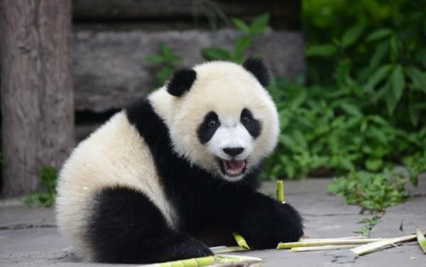 為何野獸都不敢攻擊大熊貓?你看它另外一個名字叫什麼,就明白了 為何野獸都不敢攻擊大熊貓?你看它另外一個名字叫什麼,就明白了