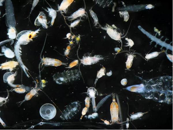 海洋生物為何在晝夜間大規模垂直遷徙? 海洋生物為何在晝夜間大規模垂直遷徙?