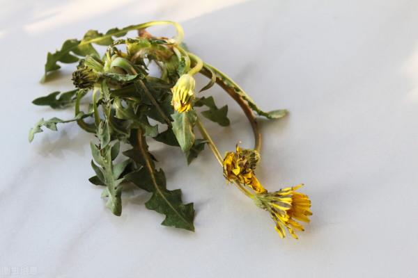 蒲公英殺死癌細胞,治療甲狀腺結節,是科學還是謠言?為你說清楚 蒲公英殺死癌細胞,治療甲狀腺結節,是科學還是謠言?為你說清楚