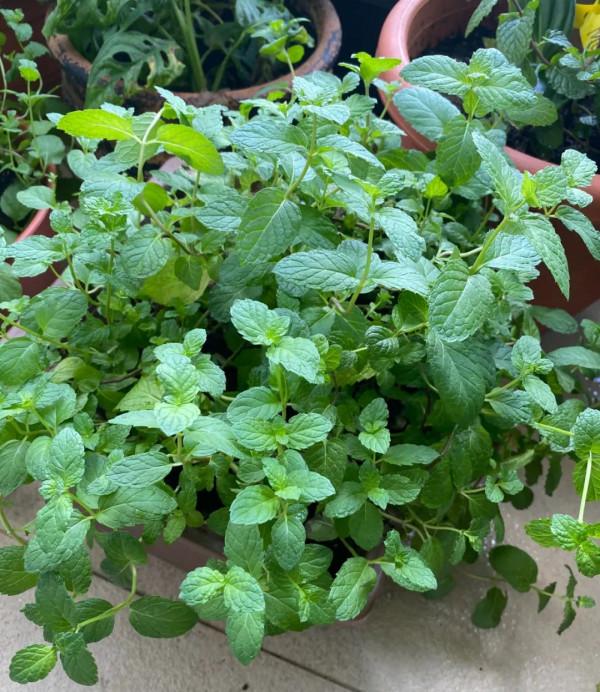 勤養魚，懶養花，家裡這些常見的盆栽綠植都要粗放養護