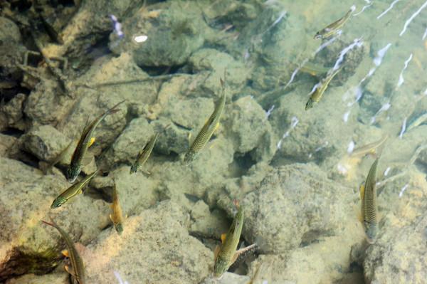 七小孔瀑布與瀑布之間生存的小魚兒